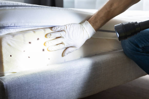Best Bed Bug Extermination  in Planada, CA