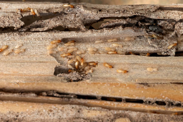 Best Pest Control for Restaurants  in Planada, CA